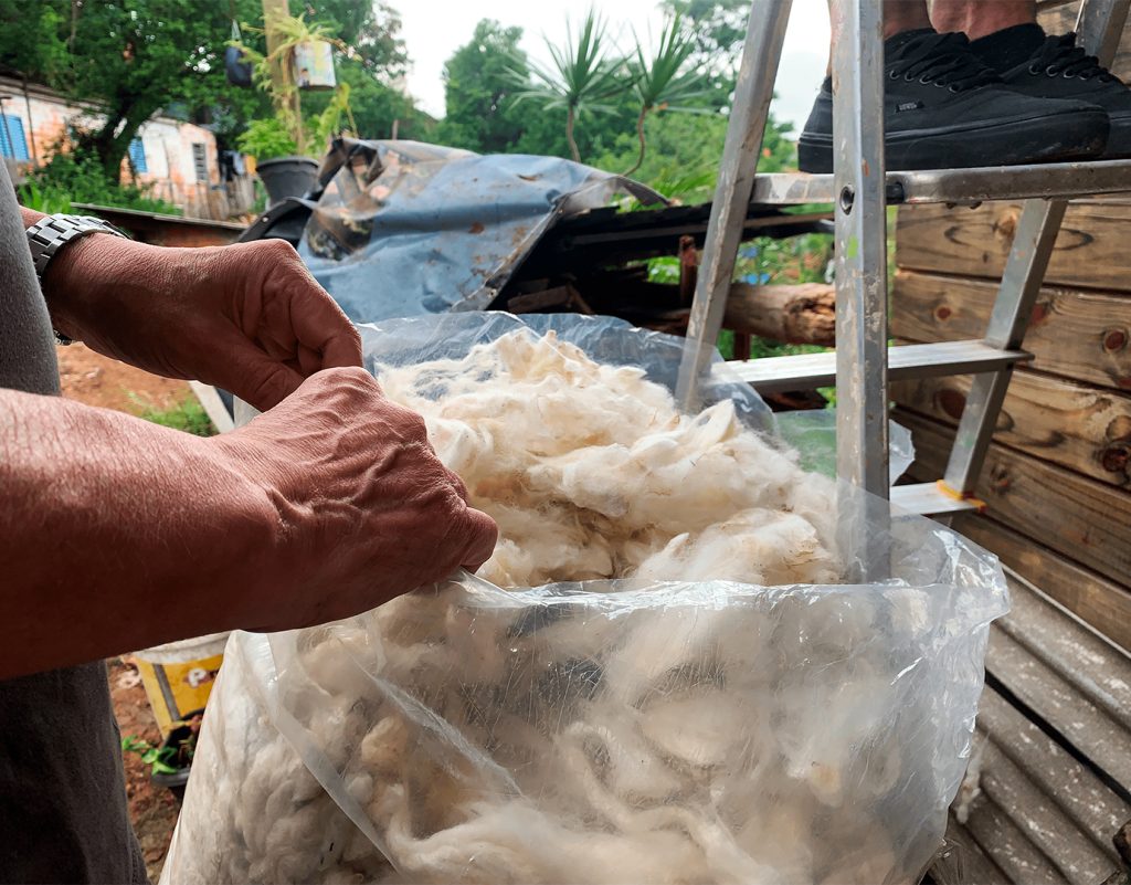 Parceria com o Coletivo busca diminuir calor das casas do Morro da Cruz com lã de ovelha